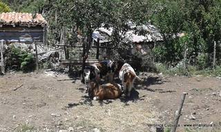 cche del Crasto-04-07-2016 19-25-10